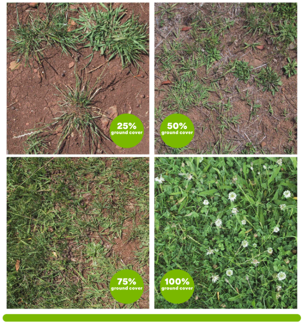 P7 groundcover web