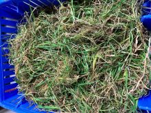 50 Abroi Pinetree unsorted pre dry