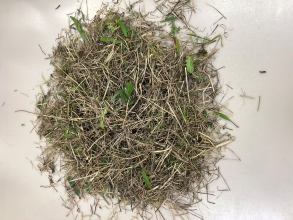 18% cut, pre dry